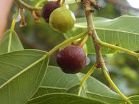 kaufen green ficus pertusa pflanzung samen Stück, 100 Stück