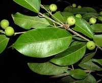 kaufen green ficus pertusa pflanzung samen Stück, 100 Stück