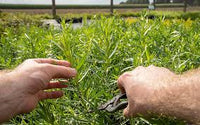 kaufen green tarragon pflanze pflanzung samen Stück, 100 Stück