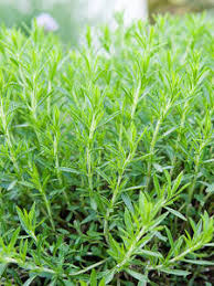kaufen green tarragon pflanze pflanzung samen Stück, 100 Stück