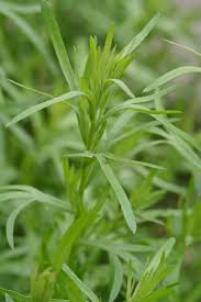 kaufen green tarragon pflanze pflanzung samen Stück, 100 Stück
