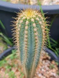 kaufen green austrocephalocereus pflanze pflanzung samen Stück, 100 Stück