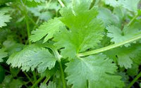 kaufen green cilantro coriander pflanze pflanzung samen Stück, 100 Stück
