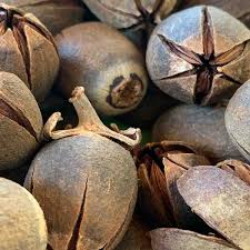 kaufen brown myrtle tree pflanzung samen Stück, 100 Stück