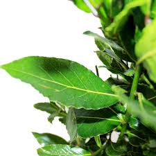 kaufen green laurus nobilis pflanze pflanzung samen Stück, 100 Stück