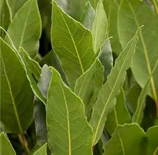kaufen green laurus nobilis pflanze pflanzung samen Stück, 100 Stück