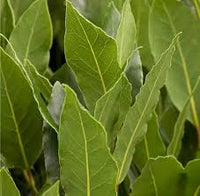 kaufen green laurus nobilis pflanze pflanzung samen Stück, 100 Stück