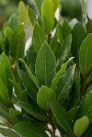 kaufen green laurus nobilis pflanze pflanzung samen Stück, 100 Stück
