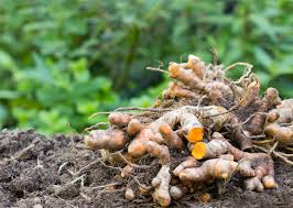 kaufen brown turmeric pflanze pflanzung samen Stück, 100 Stück