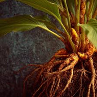 kaufen brown turmeric pflanze pflanzung samen Stück, 100 Stück