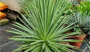kaufen green agave stricta pflanze pflanzung samen Stück, 100 Stück