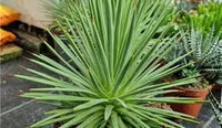 kaufen green agave stricta pflanze pflanzung samen Stück, 100 Stück
