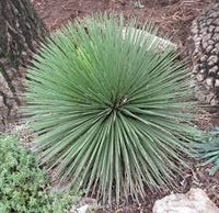 kaufen green agave stricta pflanze pflanzung samen Stück, 100 Stück