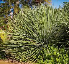 kaufen green agave stricta pflanze pflanzung samen Stück, 100 Stück