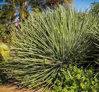 kaufen green agave stricta pflanze pflanzung samen Stück, 100 Stück