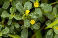 kaufen green portulaca oleracea pflanze pflanzung samen Stück, 100 Stück