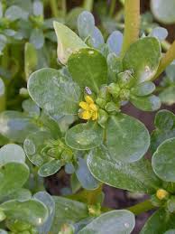 kaufen green portulaca oleracea pflanze pflanzung samen Stück, 100 Stück