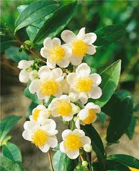 kaufen green camellia sinensis pflanze pflanzung samen Stück, 100 Stück