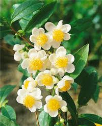 kaufen green camellia sinensis pflanze pflanzung samen Stück, 100 Stück