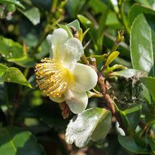 kaufen green camellia sinensis pflanze pflanzung samen Stück, 100 Stück