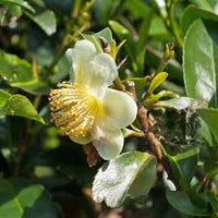 kaufen green camellia sinensis pflanze pflanzung samen Stück, 100 Stück