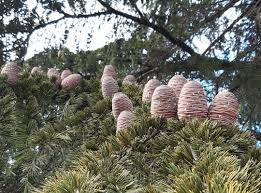 kaufen cedrus deodara tree pflanzung samen Stück, 100 Stück