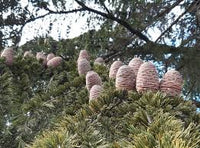 kaufen cedrus deodara tree pflanzung samen Stück, 100 Stück