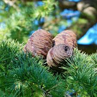kaufen cedrus deodara tree pflanzung samen Stück, 100 Stück