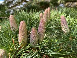 kaufen cedrus deodara tree pflanzung samen Stück, 100 Stück