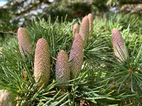 kaufen cedrus deodara tree pflanzung samen Stück, 100 Stück