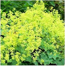 alchemilla mollis ladys mantle samen für pflanzung
