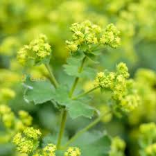 semi di Alchemilla mollis, mantello di dama, per la coltivazione