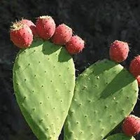 kaufen pink spineless opuntia pflanze pflanzung samen Stück, 100 Stück