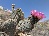 kaufen pink spineless opuntia pflanze pflanzung samen Stück, 100 Stück