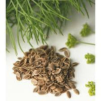 kaufen brown dill grain pflanze pflanzung samen Stück, 100 Stück