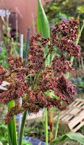 kaufen brown sorghum pflanze pflanzung samen Stück, 100 Stück