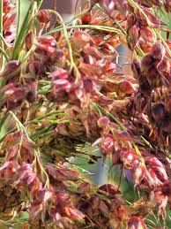kaufen brown sorghum pflanze pflanzung samen Stück, 100 Stück