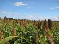 kaufen brown sorghum pflanze pflanzung samen Stück, 100 Stück