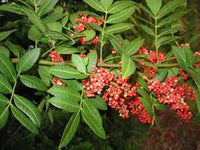 kaufen mixed terebinthifolius pflanzung samen Stück, 100 Stück