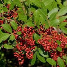 kaufen mixed terebinthifolius pflanzung samen Stück, 100 Stück