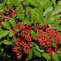 kaufen mixed terebinthifolius pflanzung samen Stück, 100 Stück