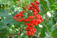 kaufen mixed terebinthifolius pflanzung samen Stück, 100 Stück