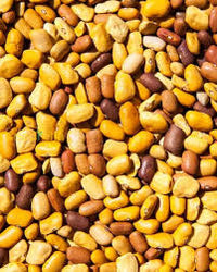 kaufen brown tepary bean vegetable pflanzung samen Stück, 100 Stück