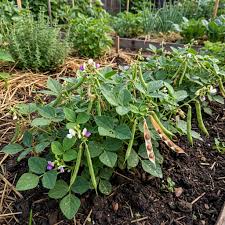 kaufen brown tepary bean vegetable pflanzung samen Stück, 100 Stück