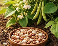 kaufen brown tepary bean vegetable pflanzung samen Stück, 100 Stück