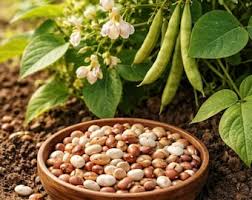 kaufen brown tepary bean vegetable pflanzung samen Stück, 100 Stück
