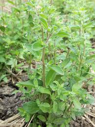 kaufen marjoram Kräuterpflanze pflanzung samen Stück, 100 Stück