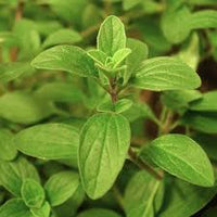 kaufen marjoram Kräuterpflanze pflanzung samen Stück, 100 Stück