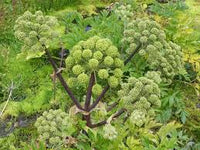 kaufen angelica Kräuterpflanze pflanzung samen Stück, 100 Stück