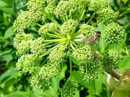 kaufen angelica Kräuterpflanze pflanzung samen Stück, 100 Stück